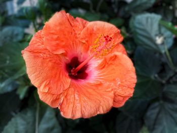 Close-up of red hibiscus flower