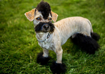 Portrait of dog with cool haircut on grassy field