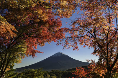 Trees by mountains against sky during autumn