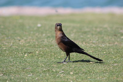 Close-up of bird on grass