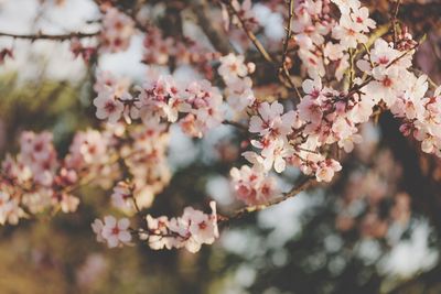 Close-up of pink cherry blossoms in spring