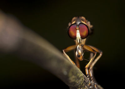 Eye of robberfly