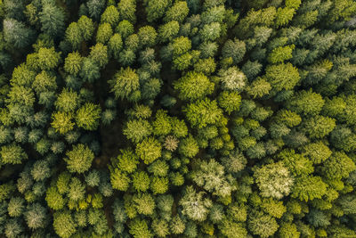 Full frame shot of green leaves