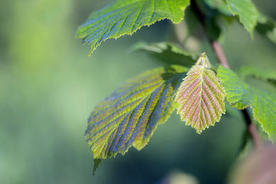 Close-up of leaves on plant