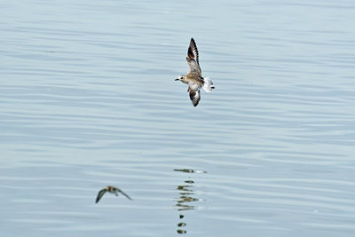 Black-bellied plover flying over lake