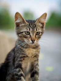 Close-up portrait of cat