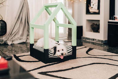 Dog relaxing on floor at home