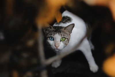 Close-up portrait of kitten