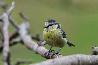 Portrait of a young bluetit perching on a branch 