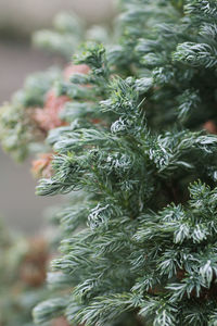 Close-up of pine tree