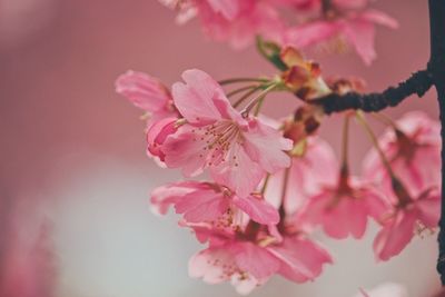 Close-up of pink cherry blossoms in spring