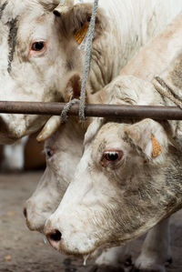 Close-up of a cow