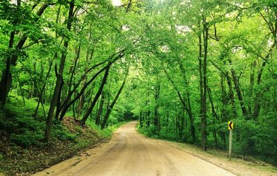 Road passing through forest