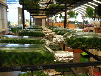 Potted plants on table