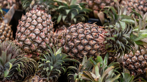 Close-up of fruits growing on plant