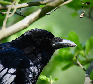 Close-up of bird perching on branch