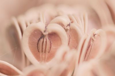 Close-up of flowers against blurred background