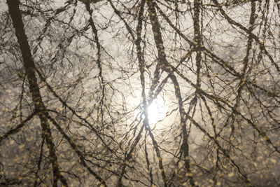 Low angle view of bare trees in forest during winter