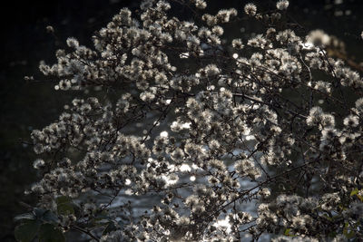 Close-up of flower tree