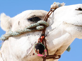 Close-up of horse cart