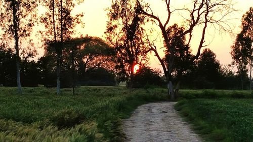 View of trees at sunset