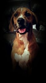 Dog looking at camera