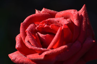 Close-up of red rose against black background