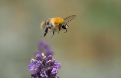 Close-up of bee on purple flower