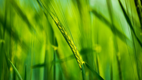 Close-up of wheat crop