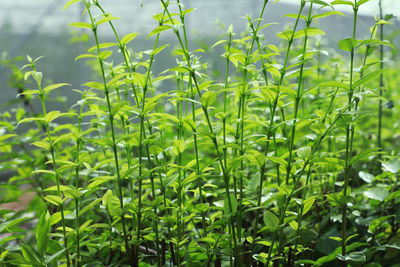 Close-up of fresh green plants on field