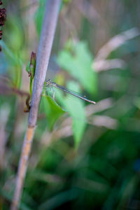 Close-up of insect on plant