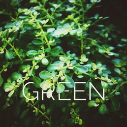 Close-up of green plants on plant