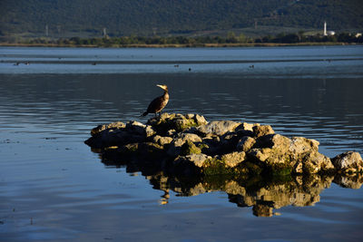 Bird perching on a lake