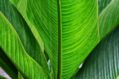 Full frame shot of leaves