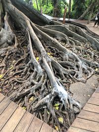 High angle view of tree stump in forest