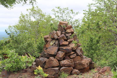 Stack of logs in forest