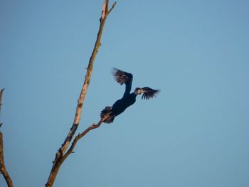 Low angle view of eagle flying against clear blue sky