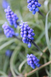 Close-up of purple flowering plants