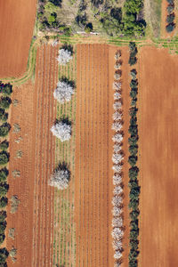 High angle view of flowering plants on field