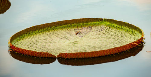 High angle view of leaf floating on lake