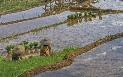 High angle view of rice paddy