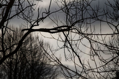 Low angle view of silhouette bare tree against sky