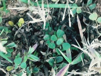 High angle view of plants growing on field