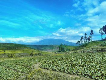 Scenic view of agricultural field against sky