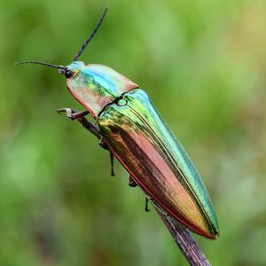 Close-up of butterfly perching on leaf