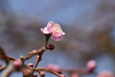 Close-up of pink flowering plant