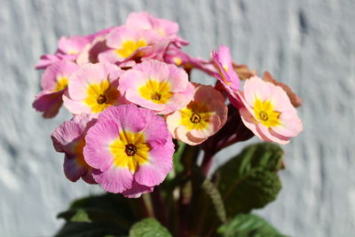 Close-up of pink flowering plants