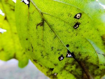 Close-up of leaf