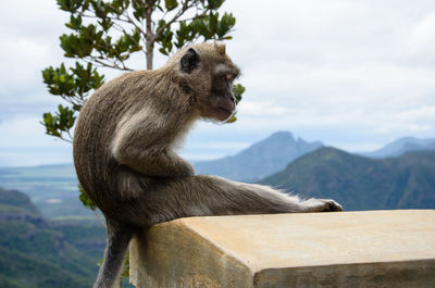 Monkey sitting on built structure against sky