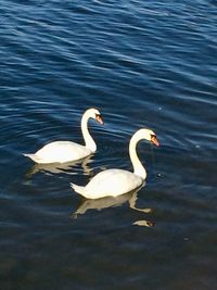 Swan swimming in lake